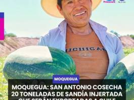 MOQUEGUA | SAN ANTONIO COSECHA 20 TONELADAS DE SANDÍA INJERTADA QUE SERÁN EXPORTADAS A CHILE.