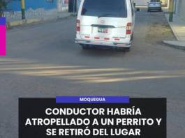 MOQUEGUA | CONDUCTOR HABRÍA ATROPELLADO A UN PERRITO Y SE RETIRÓ DEL LUGAR