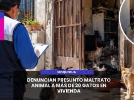 MOQUEGUA | DENUNCIAN PRESUNTO MALTRATO ANIMAL A MÁS DE 20 GATOS EN VIVIENDA