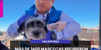 MOQUEGUA | MÁS DE 1400 MASCOTAS RECIBIERON DESPARASITACIÓN Y VACUNACIÓN ANTIRRÁBICA EN SAN ANTONIO