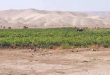 Moquegua: ProducciÃƒÂ³n agrÃƒÂ­cola se reduce a la mitad en Moquegua por falta de lluvias