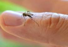 Moquegua: Detectan caso sospechoso del "Zika" en Ilo