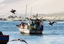 El NiÃƒÂ±o provocÃƒÂ³ que la anchoveta y la pota se alejen de zonas de pesca