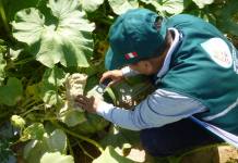 SENASA certificÃ³ lugares de producciÃ³n de cucurbitÃ¡ceas (zapallo y sandÃ­a) para la campaÃ±a 2016