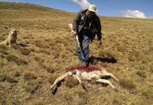 Capturan a cazador de vicuÃ±as tras enfrentamiento