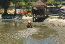 Peces mueren en laguna de parque ecolÃ³gico