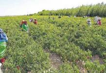 LOS ENVÃOS AGRARIOS CRECEN PESE A LLUVIAS POR EL NIÃ‘O COSTERO
