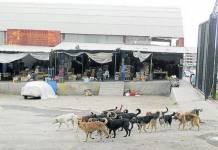 AREQUIPA: PAUCARPATA Y CERRO COLORADO CON MAYOR NÃšMERO DE PERROS CALLEJEROS