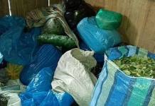 CUSCO: DECOMISAN MEDIA TONELADA DE HOJAS DE COCA