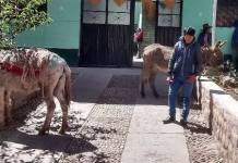 CUSCO: DETIENEN A ADOLESCENTE POR ROBAR BURROS