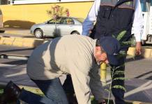 DOS MIL ÃRBOLES ORNAMENTALES FUERON PLANTADOS EN DIFERENTES ZONAS