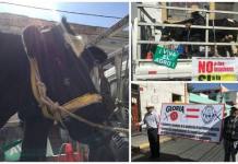 AREQUIPA: AGRICULTORES USAN VACA PARA PROTESTAR CONTRA GLORIA