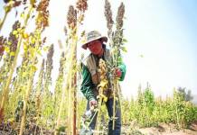PUNO: QUINUA CON ALTERACIONES GENÃ‰TICAS AMENAZA A LOS PRODUCTORES DEL ALTIPLANO