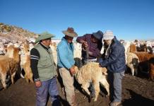 TACNA: POR FALTA DE PASTOS DEBEN SACRIFICAR 30 MIL CAMÃ‰LIDOS