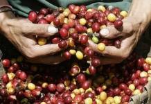 PUNO: CAFÃ‰ TUNKIMAYO AHORA BRILLA EN LA CIUDAD LUZ