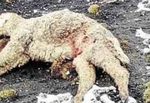 PUNO: TREINTA ALPACAS HAN MUERTO EN ÃšLTIMOS DÃAS EN LARAQUERI