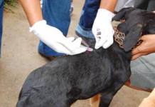 CAMPAÃ‘A DE VACUNACIÃ“N ANTIRRÃBICA CANINA 2017