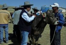 CUSCO: COMUNEROS DE ESPINAR RECIBEN VACUNOS