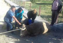 AREQUIPA: ANIMALES AMANECIERON PERDIDOS EN ZONA URBANA