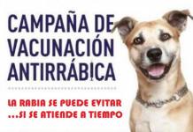 MAS DE 10 MIL CANES FUERON VACUNADOS PARA PREVENIR LA RABIA EN NUESTRA REGION