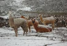 TACNA: TEMPERATURA MÃS BAJA DURANTE JULIO FUE DE -21Â°C