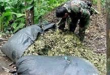 CUSCO: DECOMISAN MÃS DE TONELADA Y MEDIA DE HOJAS DE COCA