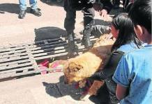 PUNO: PERRO CALLEJERO MOVILIZA A POLICÃAS, SERENOS Y BOMBEROS