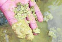 PUNO: POZA SEDIMENTADA EN PARATÃA REBALSA Y GENERA PREOCUPACIÃ“N