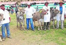 PUNO: INICIÃ“ FERIA INTERNACIONAL EXPO MELGAR 2017 EN LA CAPITAL GANADERA DEL PERÃš