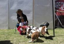 AREQUIPA: ALISTAN LA MARATÃ“N CANINA DE LA SOLIDARIDAD