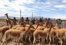 TACNA: CAZADORES FURTIVOS MATARON 23 VICUÃ‘AS