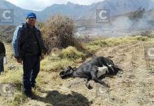AREQUIPA: AL MENOS 20 GANADOS MURIERON POR CENIZAS DEL VOLCÃN SABANCAYA