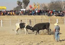 TACNA: RECHAZAN PELEA DE TOROS REALIZADA EN EXPO-TACNA