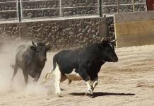 AREQUIPA: ADOLESCENTE QUEDA EN CUIDADOS INTENSIVOS TRAS PISOTÃ“N DE TORO DE PELEA