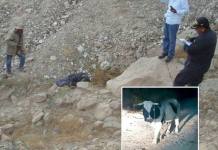 MOQUEGUA: TORO MATA AGRICULTOR EN FUNDO DEL CENTRO POBLADO DE YACANGO