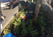 MOQUEGUA: INICIARÃN TRABAJOS DE PODA DE ÃRBOLES FICUS