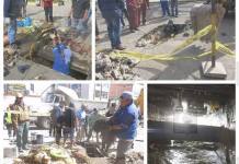 TACNA: HASTA ANIMALES MUERTOS ENCUENTRAN EN CANAL CAPLINA