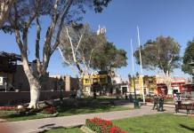 MOQUEGUA: INICIAN TRABAJOS DE PODA DE ÃRBOLES FICUS