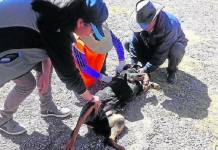 PUNO: MATAN PERROS PARA ROBAR EN UNA VIVIENDA