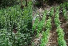 CUSCO: ENORME PLANTACIÃ“N DE MARIHUANA ES DESCUBIERTA EN APURÃMAC