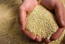 PUNO: CULTIVOS DE QUINUA Y PAPA CRECERÃN EN MÃS DE 2%