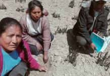 CUSCO: HELADAS DESTRUYEN CAMPOS DE CULTIVO