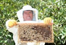 MOQUEGUA: AGRICULTORES DE OMATE CRIAN ABEJAS PARA MEJORAR SUS CULTIVOS DE PALTA