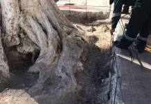 MOQUEGUA: INICIAN FORADO EN ZONAS DE ÃRBOLES PARA UN CUIDADO PERFECTO