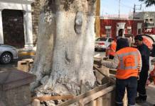 MOQUEGUA: INICIAN RELLENO DE FORADO EN ÃRBOLES DEL CENTRO DE LA CIUDAD