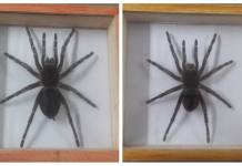 CUSCO: INTERVIENEN A EXTRANJERO CON INSECTARIO EN EL AEROPUERTO