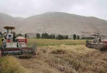 MOQUEGUA: AGRICULTORES SE SIENTEN TRAICIONADOS