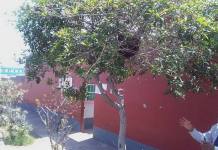 AREQUIPA: ABEJAS GENERAN PÃNICO EN INSTITUCIÃ“N DE NIVEL INICIAL Y SUSPENDEN LABORES
