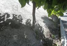 AREQUIPA: Â¡ATENTADO! COLOCAN CONCRETO EN RAÃCES DE ÃRBOLES