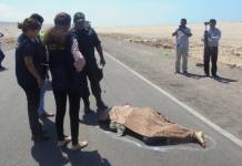 MOQUEGUA: FISCALÃA INTERVIENE EN LEVANTAMIENTO DE CADAVER EN TRÃGICO ACCIDENTE EN LA CARRETERA COSTANERA SUR